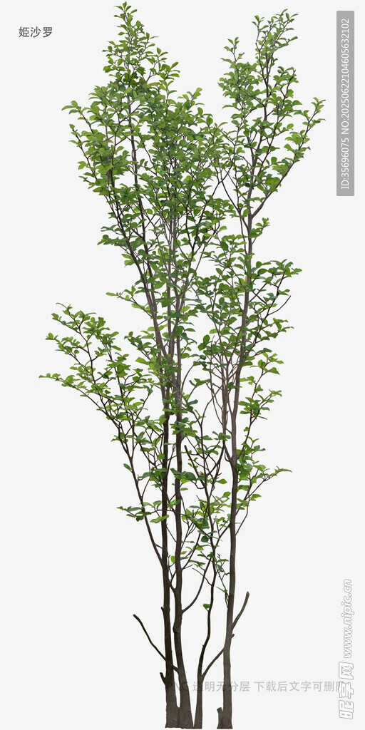 直立生長的綠色樹木植株