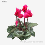 嬌艷仙客來(lái)花卉特寫