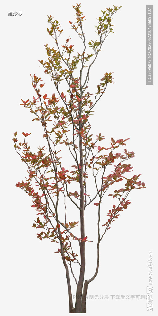 紅葉小樹植物素材圖