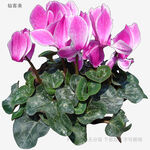 嬌艷仙客來(lái)盆栽花卉