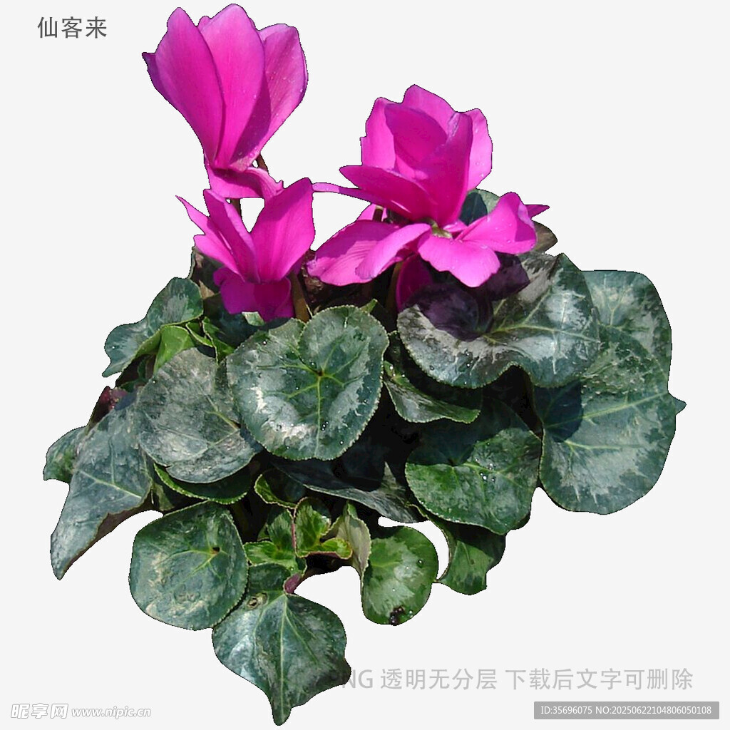 嬌艷仙客來盆栽花卉