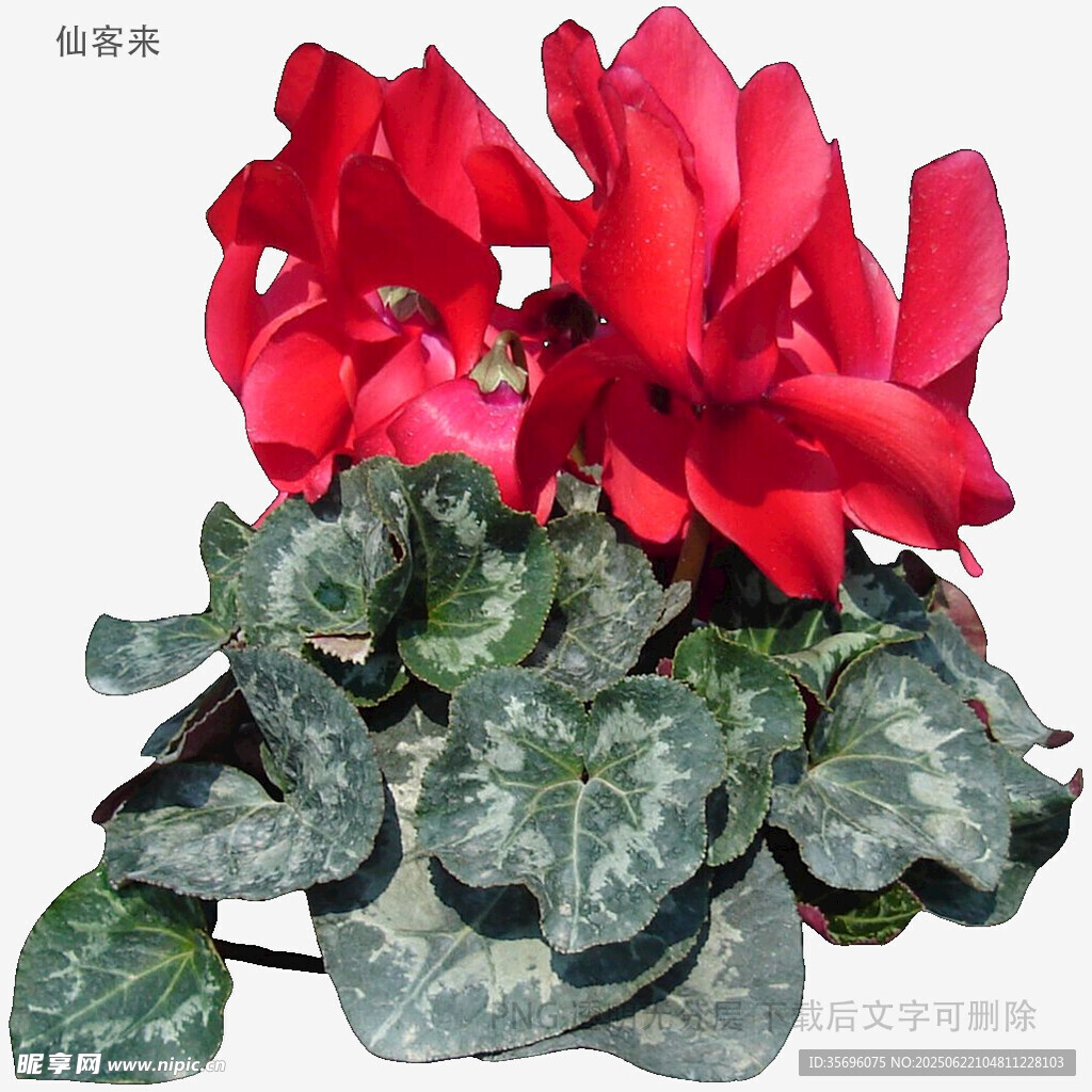艷麗仙客來盆栽