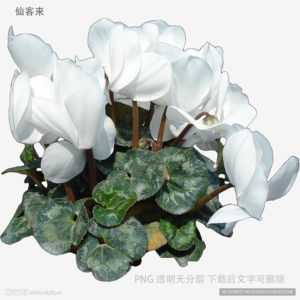 仙客來花卉特寫
