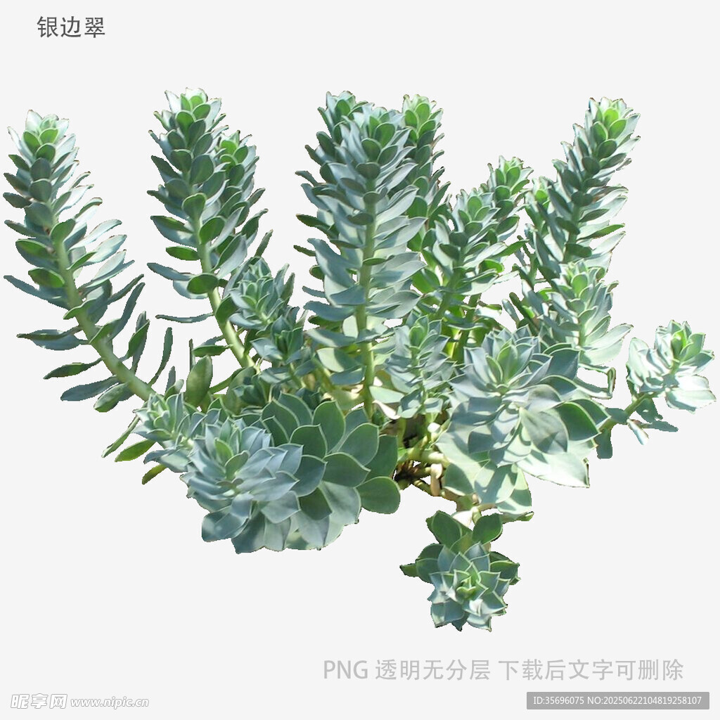 藍綠色多肉植物特寫
