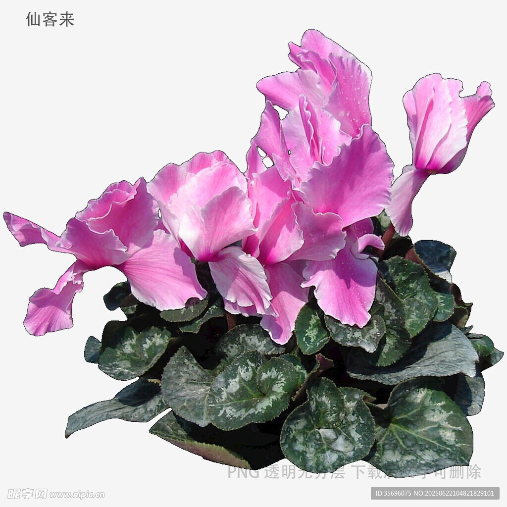 植物