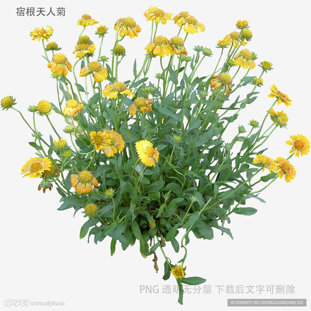 黃色小菊花盆栽植物