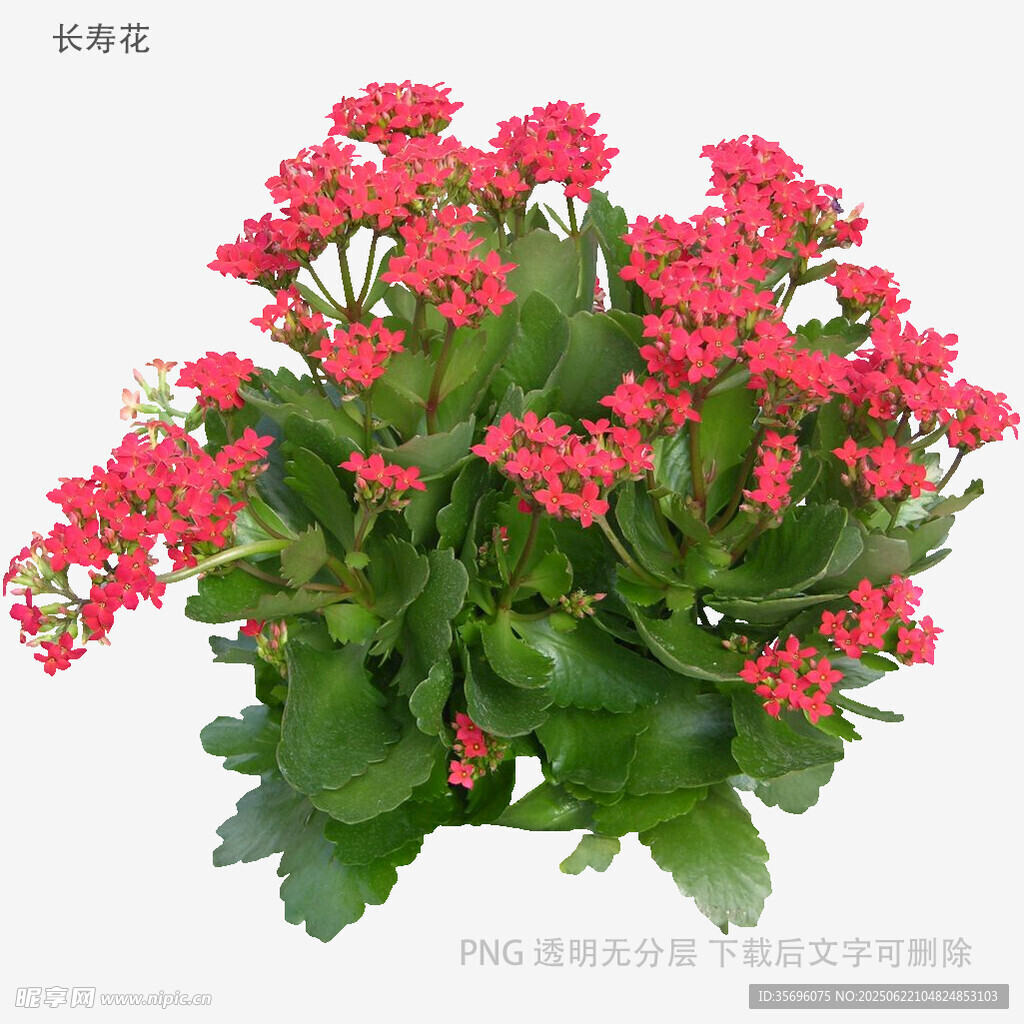 鮮艷長(zhǎng)壽花綻放