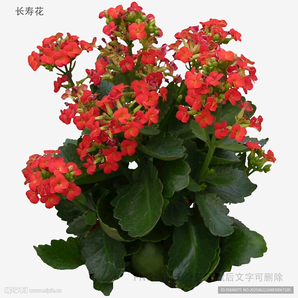 鮮艷長壽花盆栽