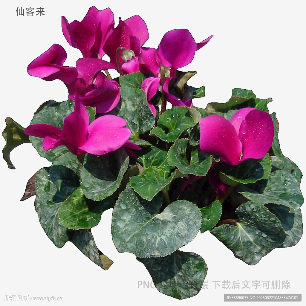 艷麗仙客來盆栽花卉