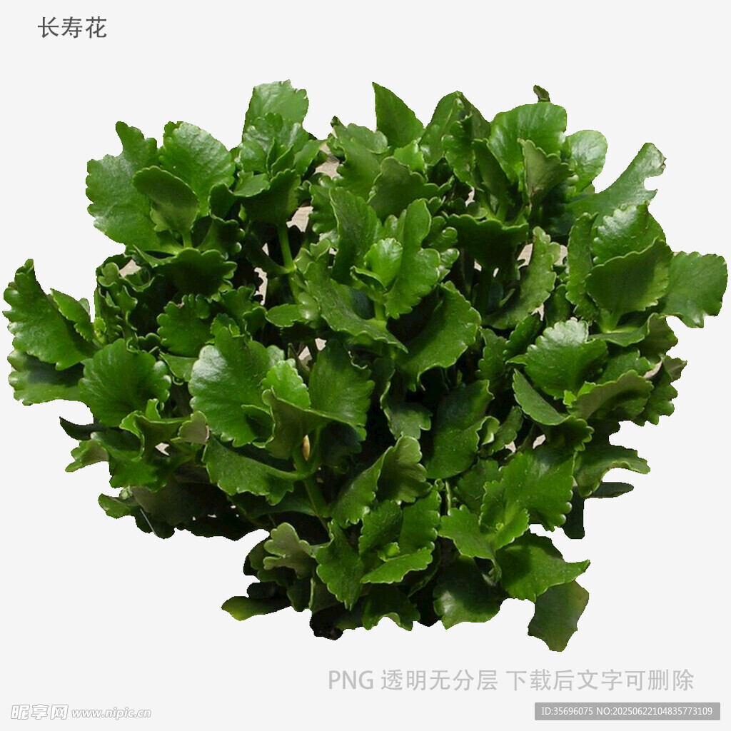 翠綠海菜花