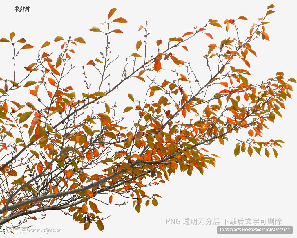 秋日枝頭斑斕樹葉