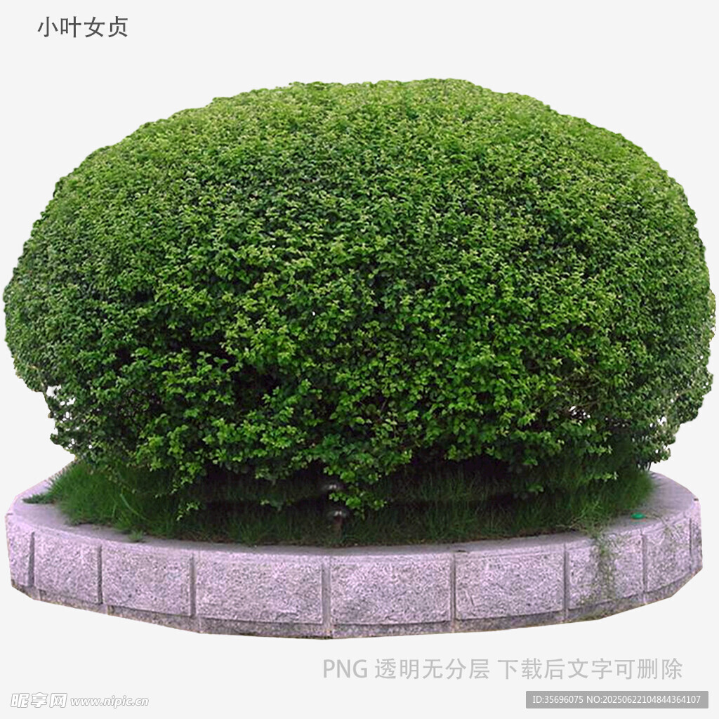 圓形綠植盆栽