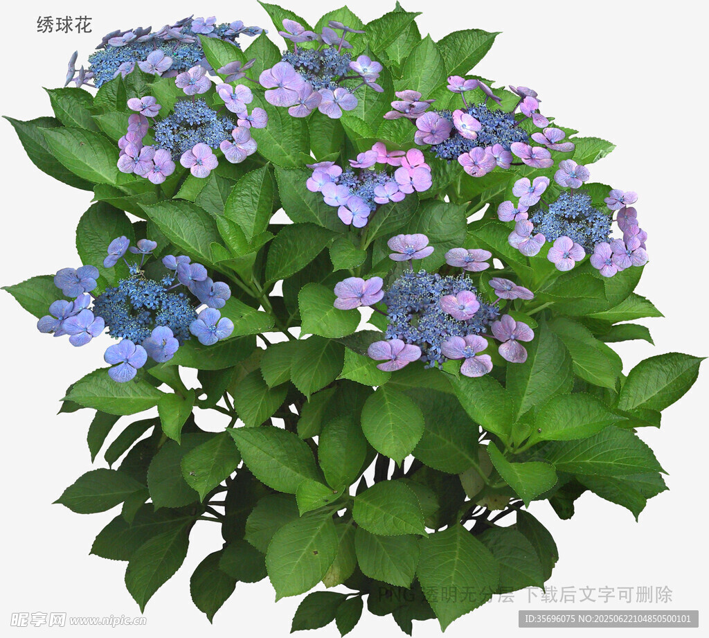藍紫色繡球花綠植特寫
