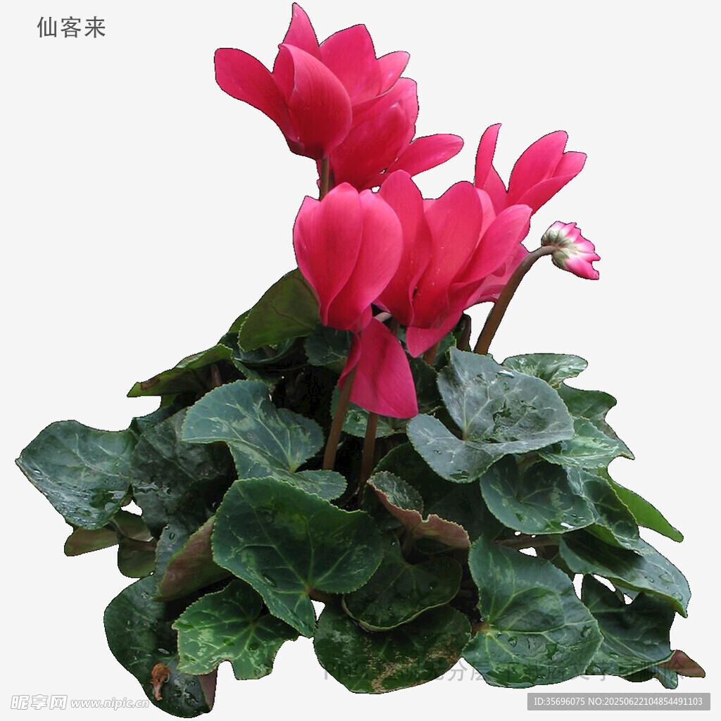 嬌艷仙客來(lái)花卉特寫