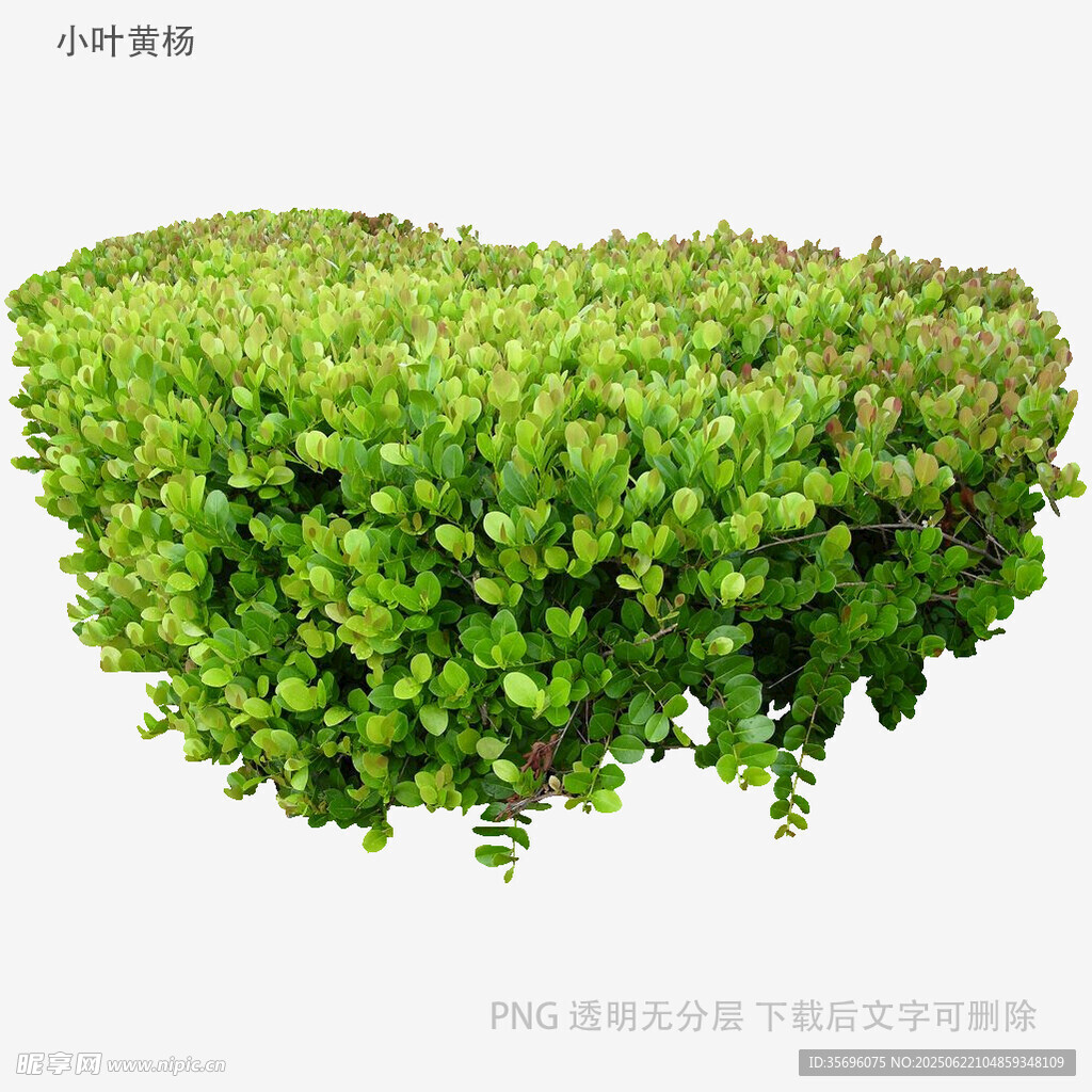 心形綠植盆栽