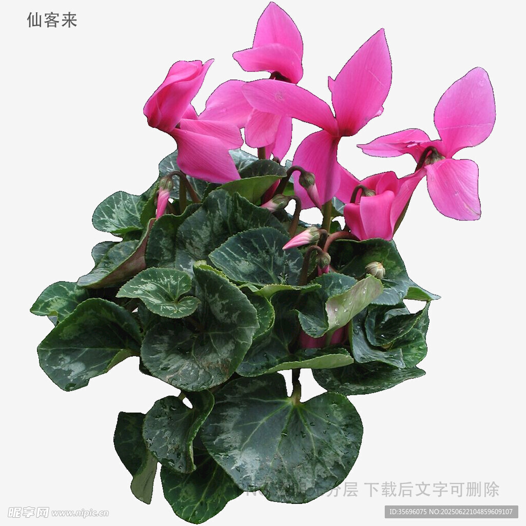 粉色仙客來盆栽花卉