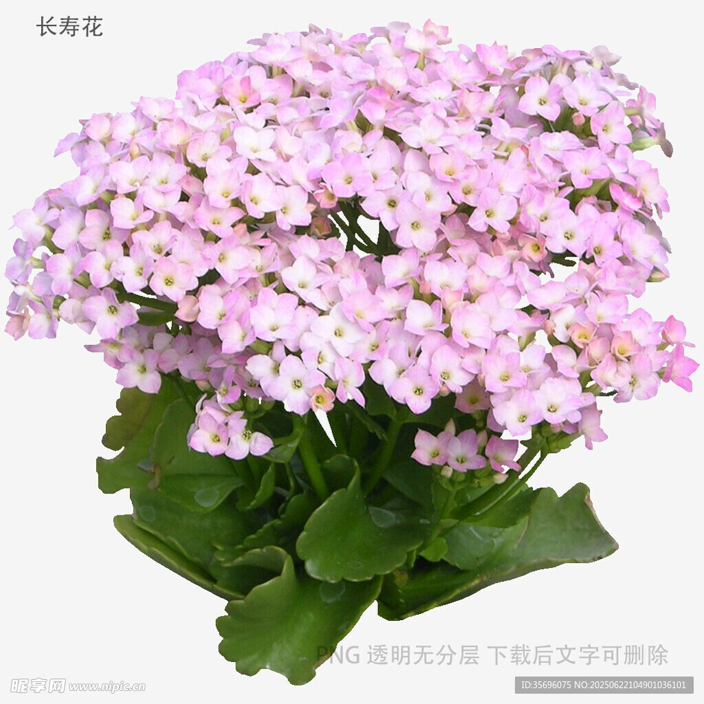 粉色長壽花盆栽