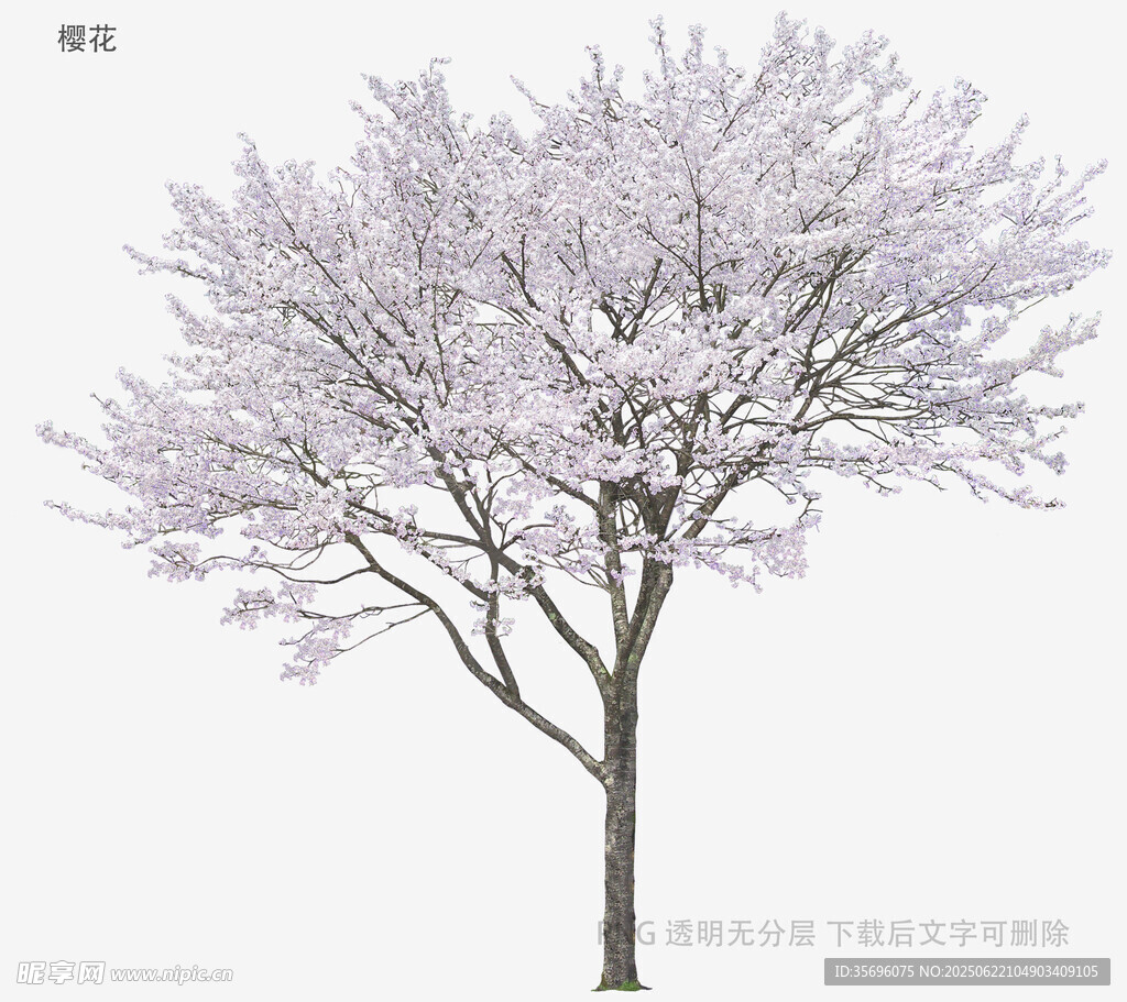 盛開(kāi)的粉花樹(shù)