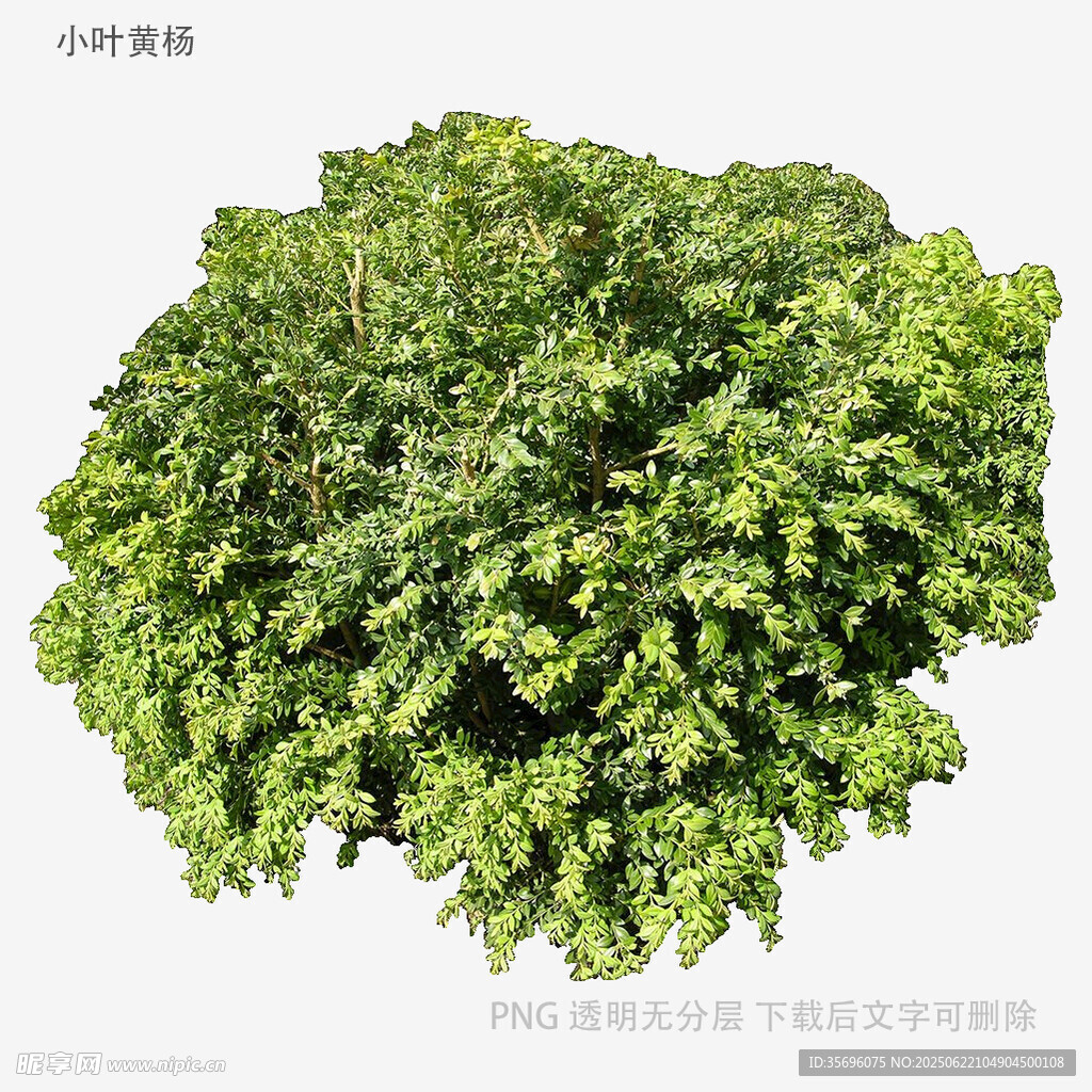 茂盛綠植
