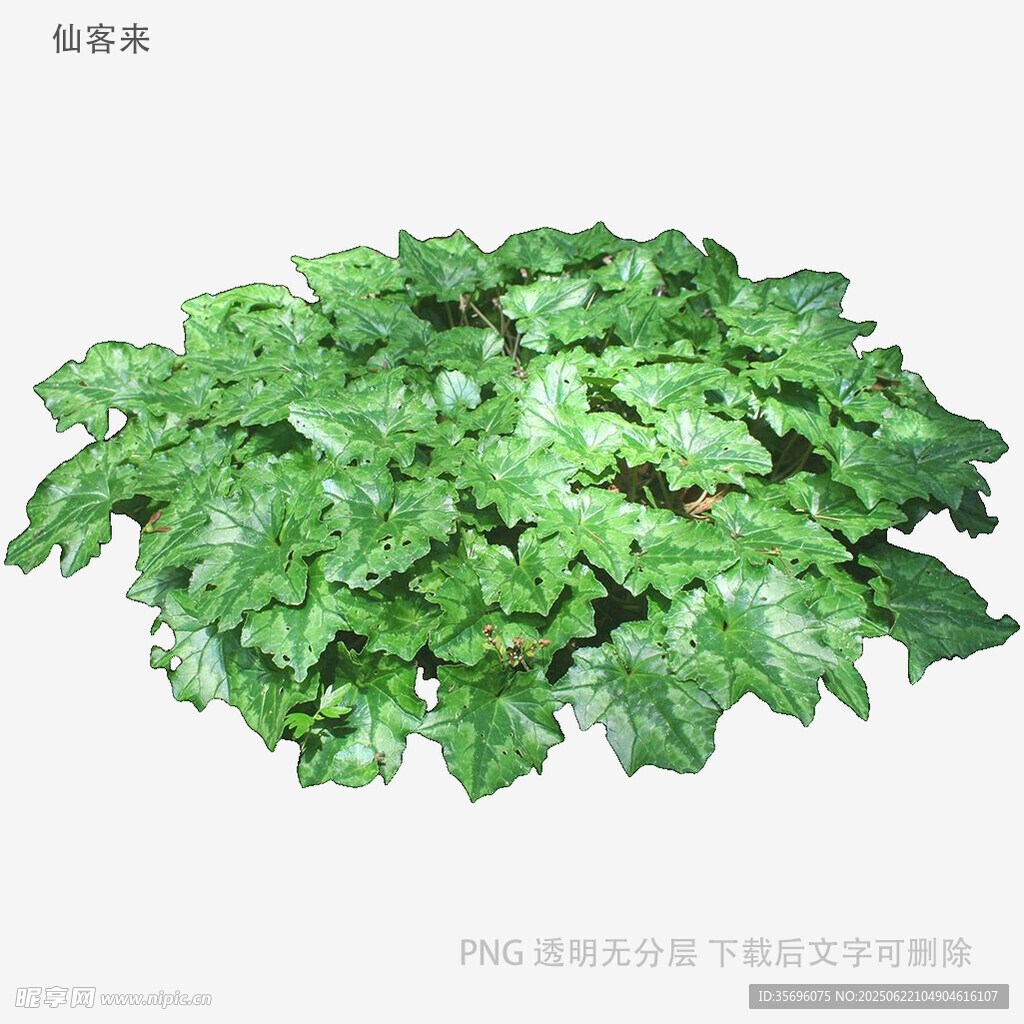 翠綠海芋葉植物特寫