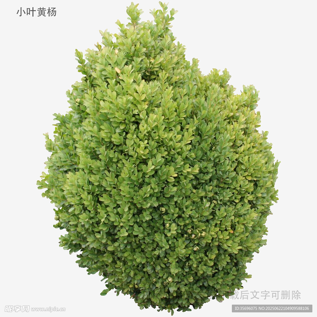 球形綠植灌木特寫