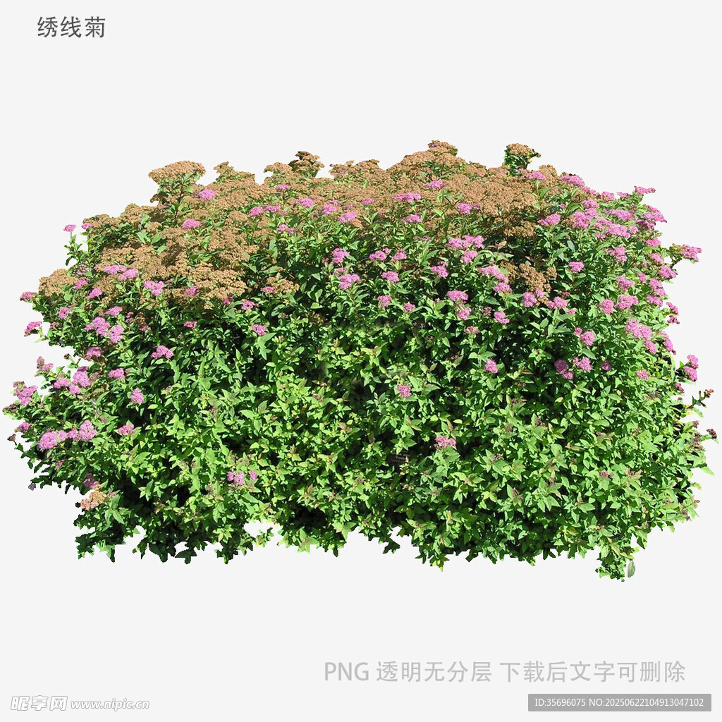 盛開的多彩花叢