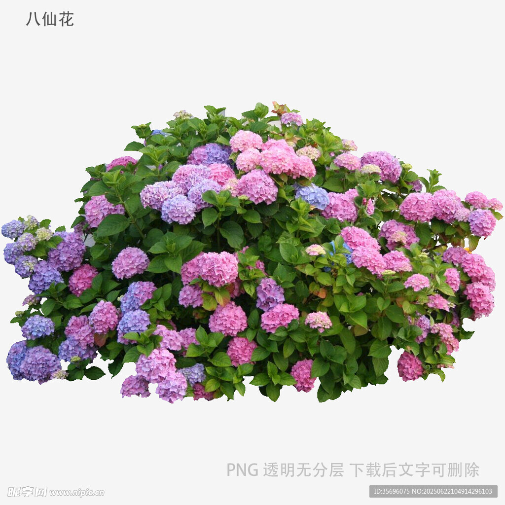 多彩繡球花叢
