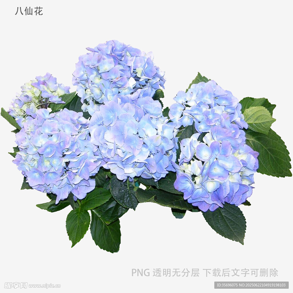 藍色繡球花綻放