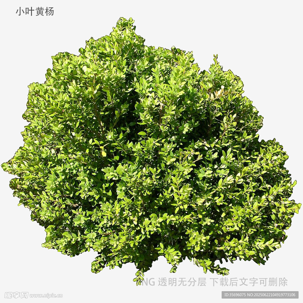 茂盛綠植
