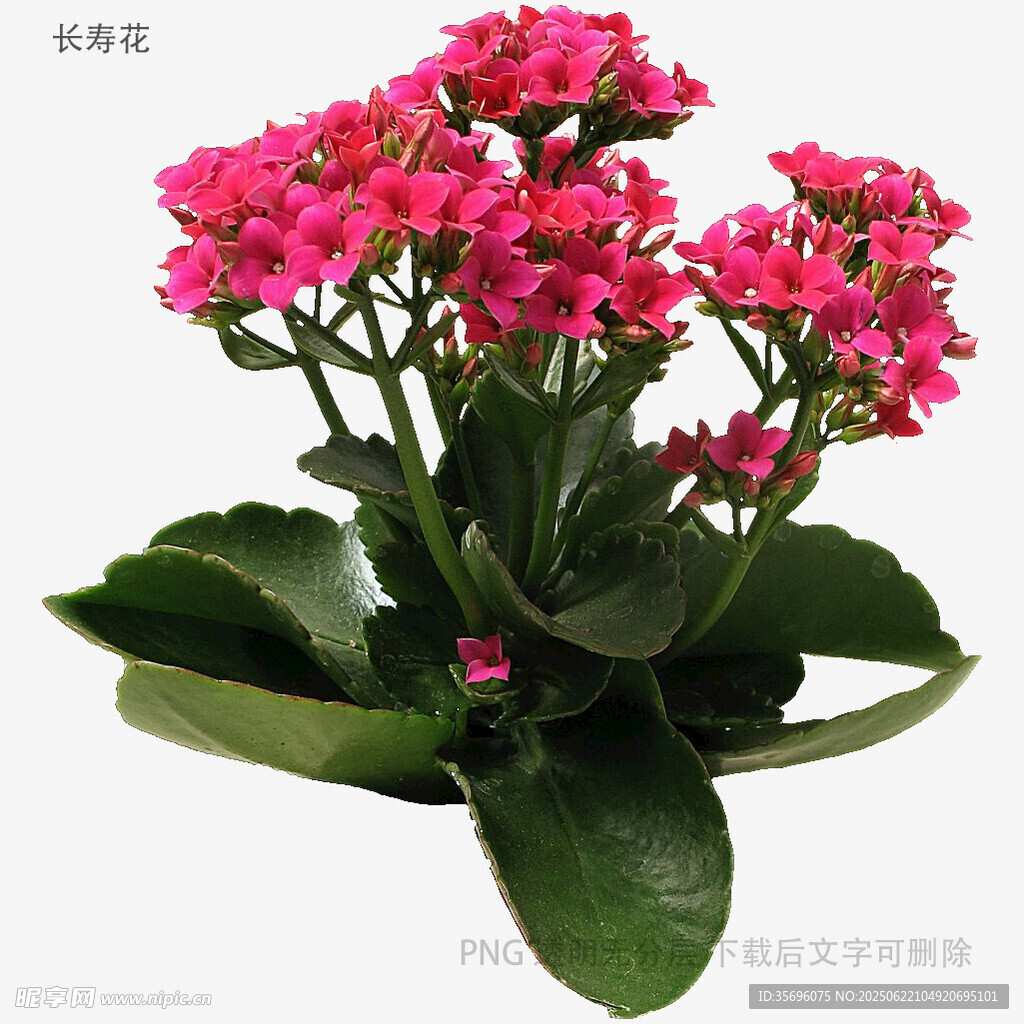 鮮艷粉色長壽花綻放