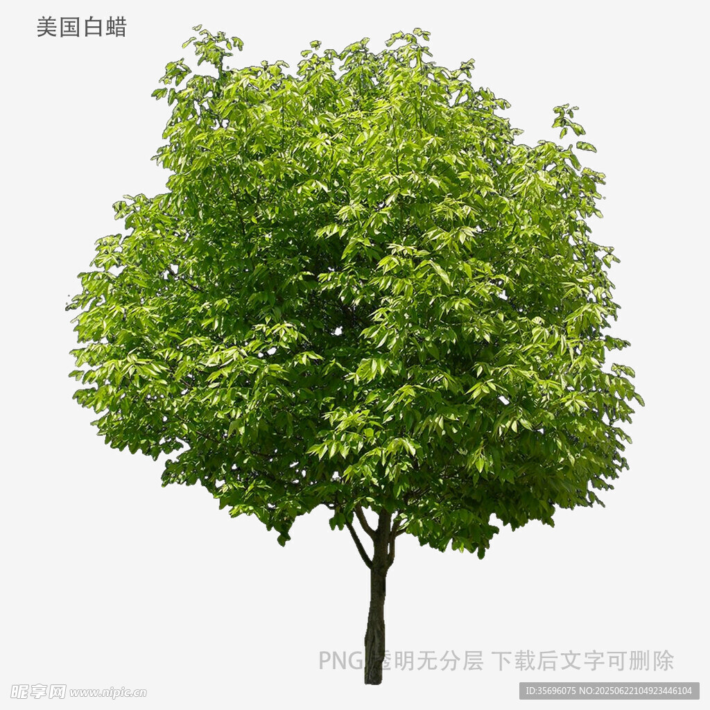 植物