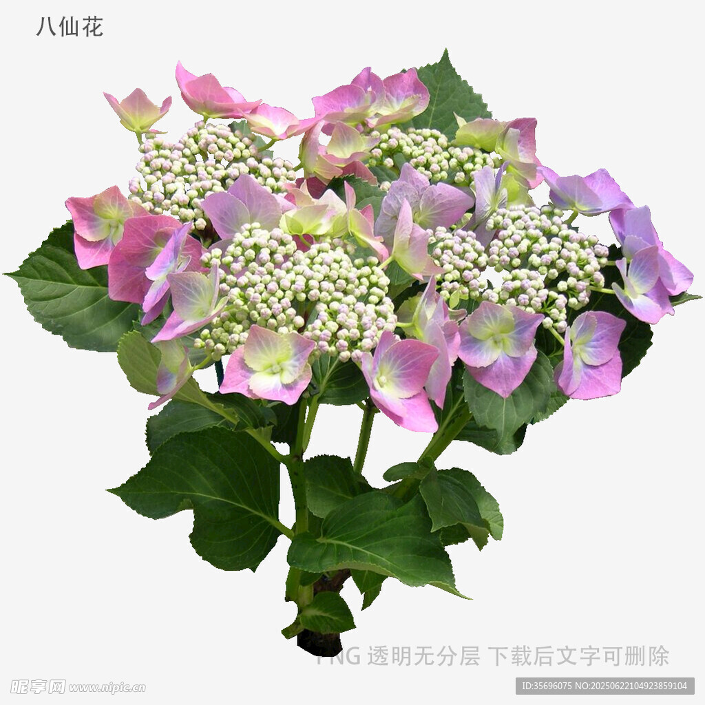 多彩繡球花綻放