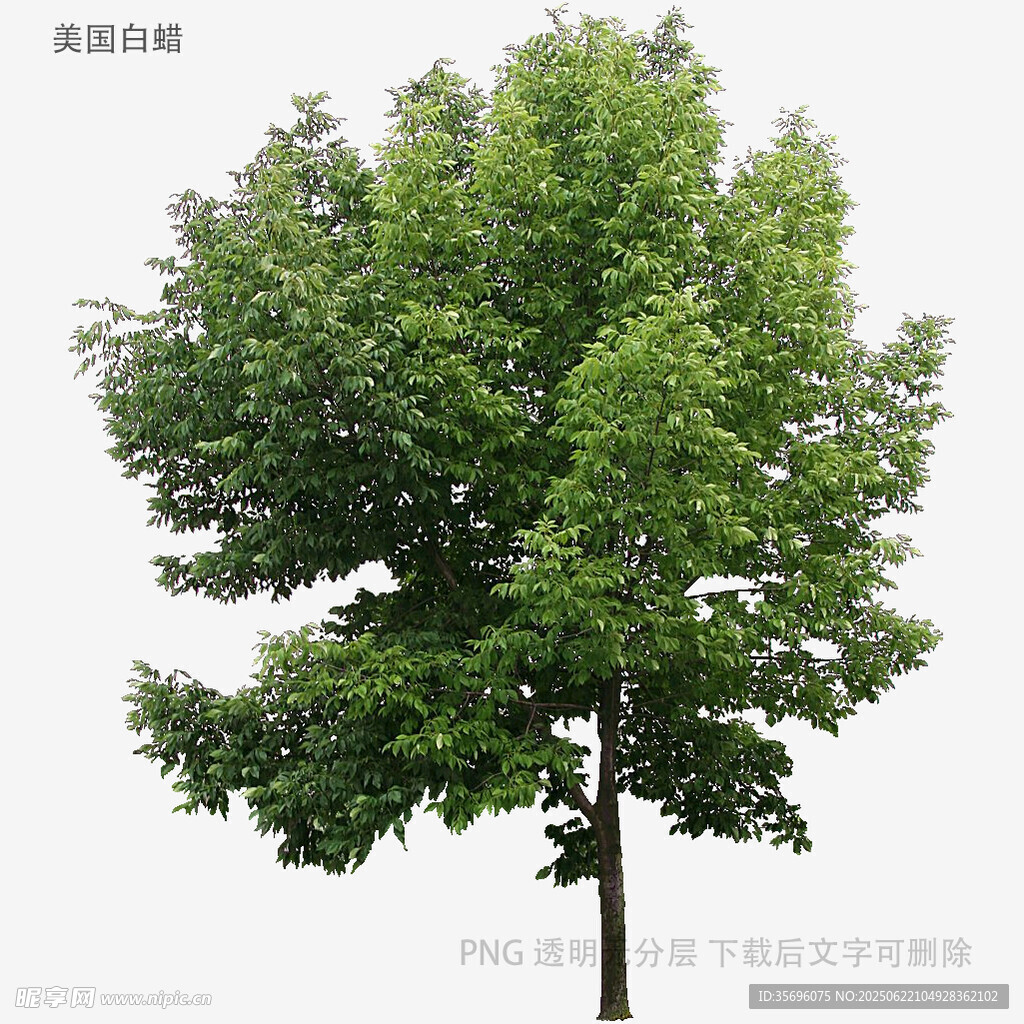 單棵茂盛綠樹(shù)