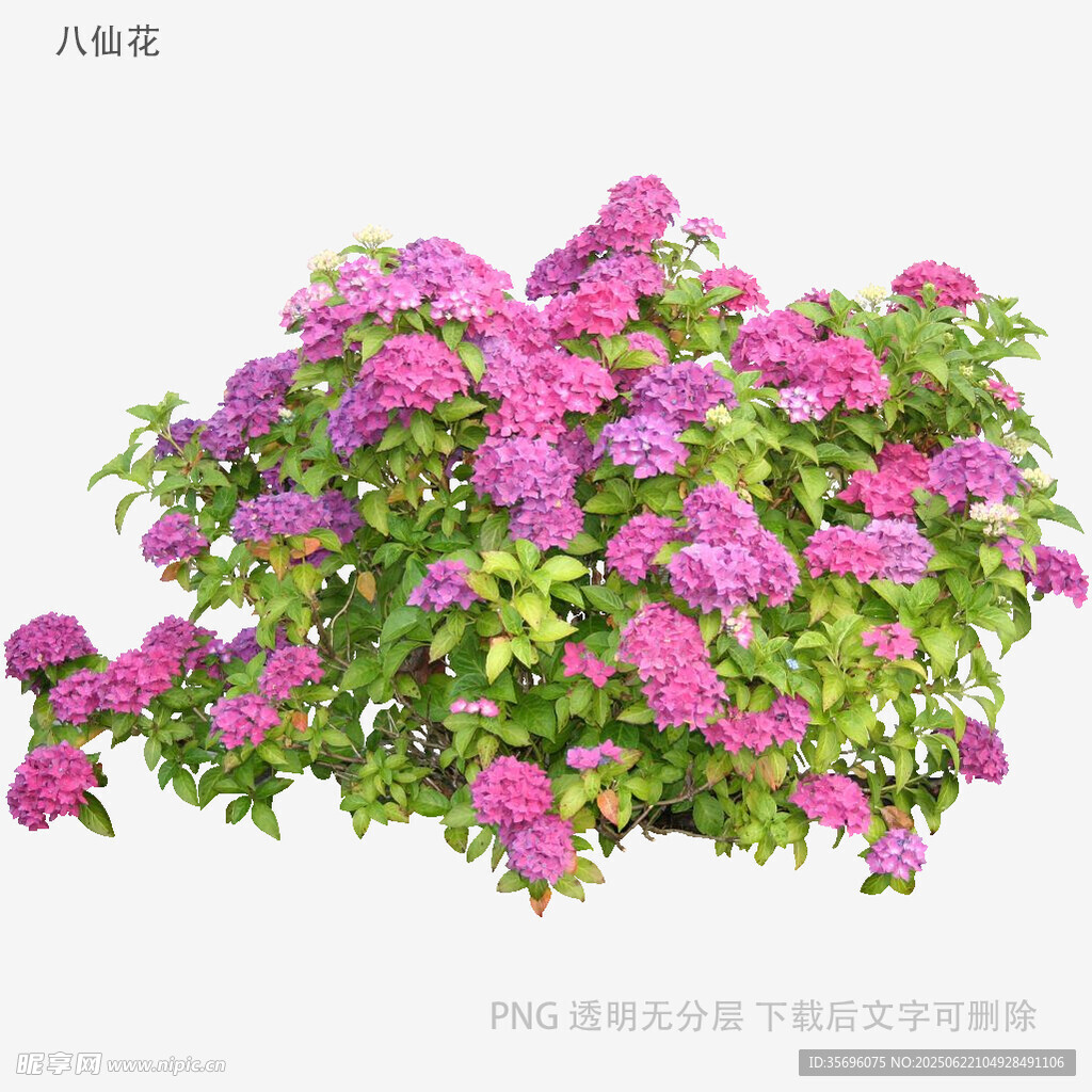 盛開的多彩繡球花