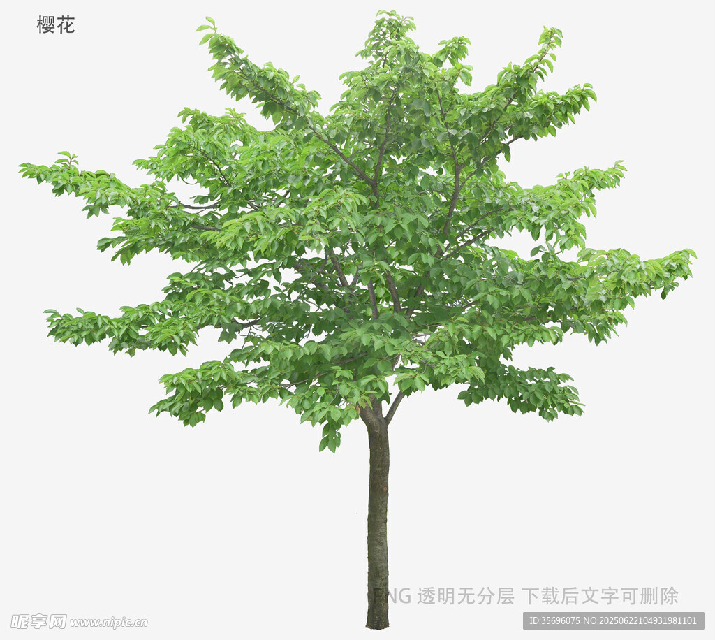 單棵綠樹3D模型展示