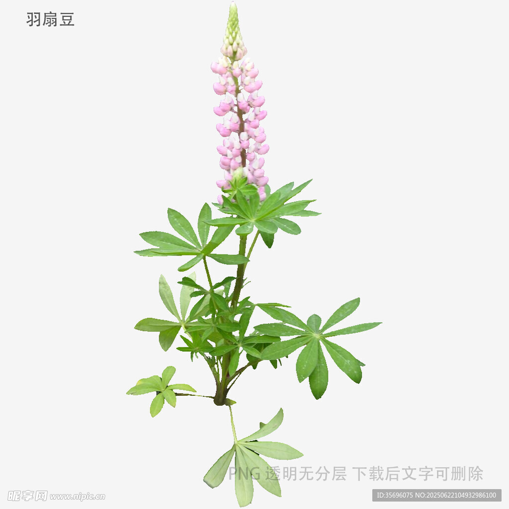 羽扇豆花特寫(xiě)