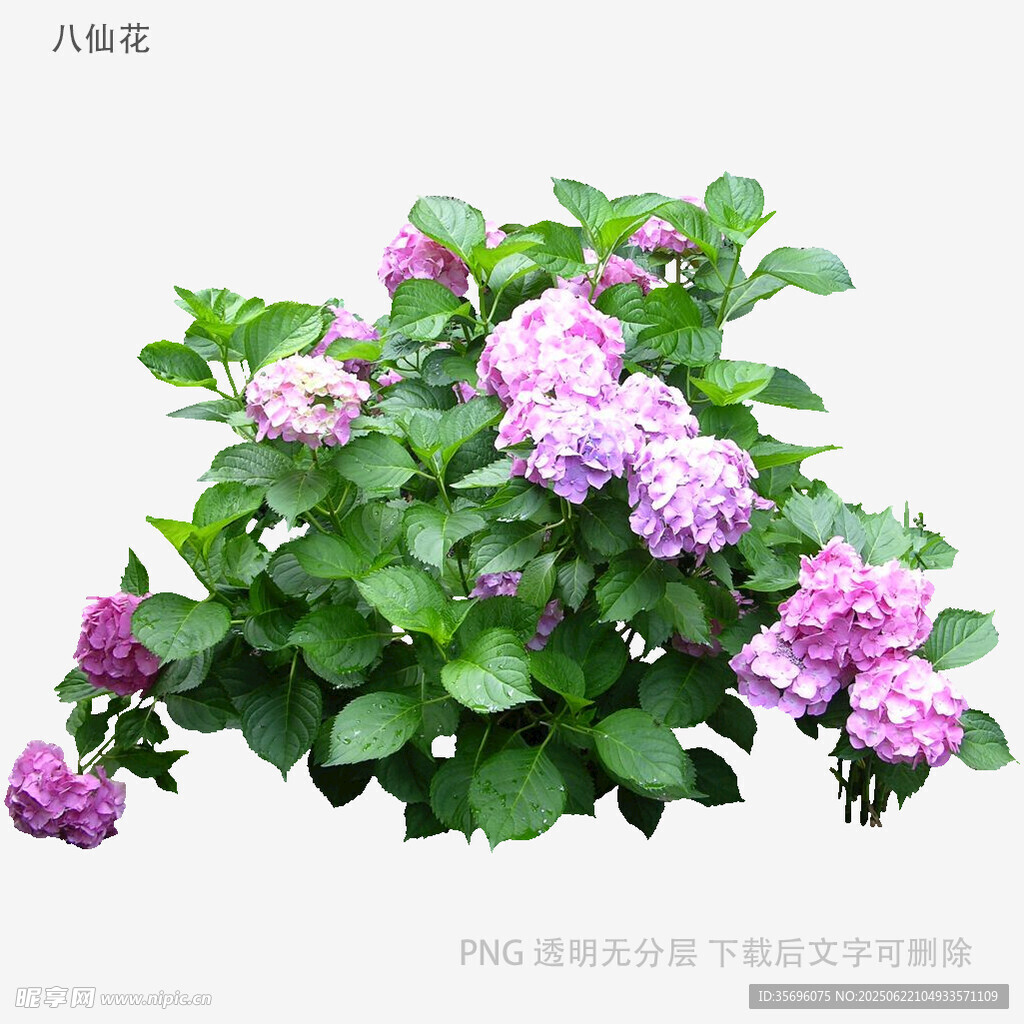 盛開的紫粉色繡球花