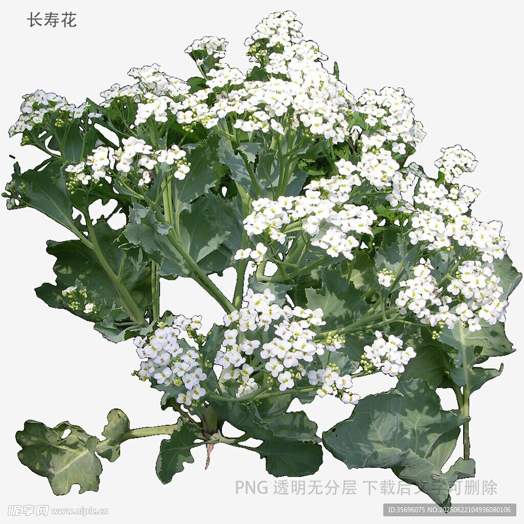 白色小花植物特寫