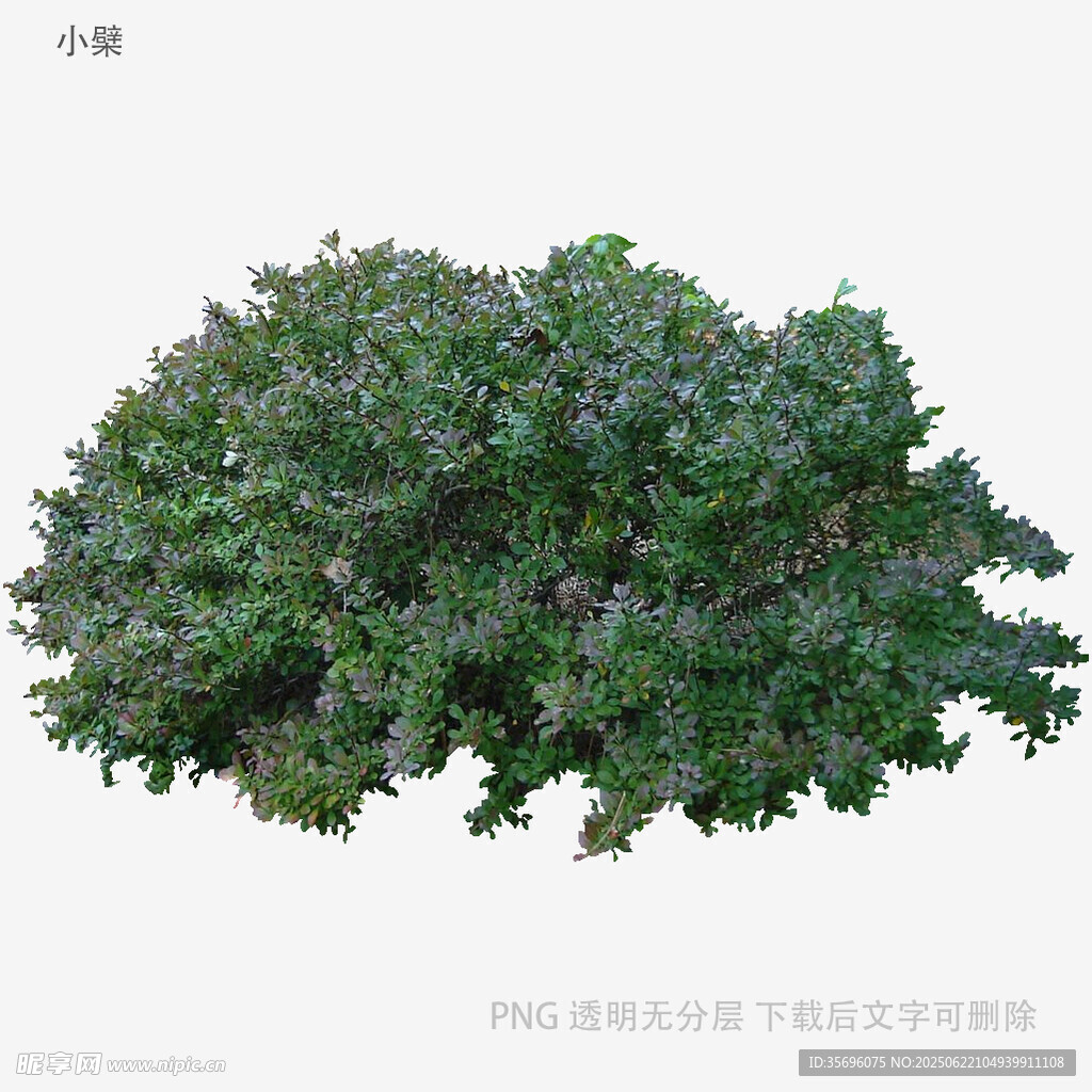 茂盛綠植灌木