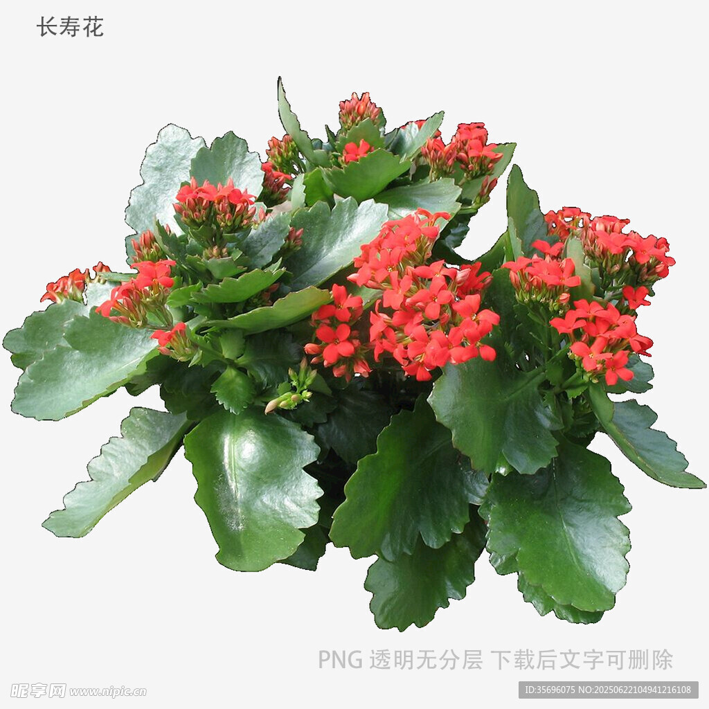 鮮艷長壽花綻放生機