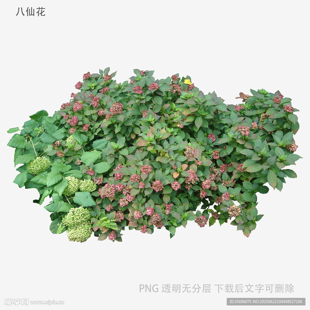 綠葉間點綴粉色小花植物