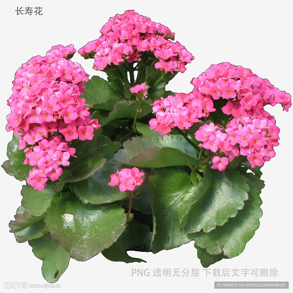 粉色長(zhǎng)壽花盆栽