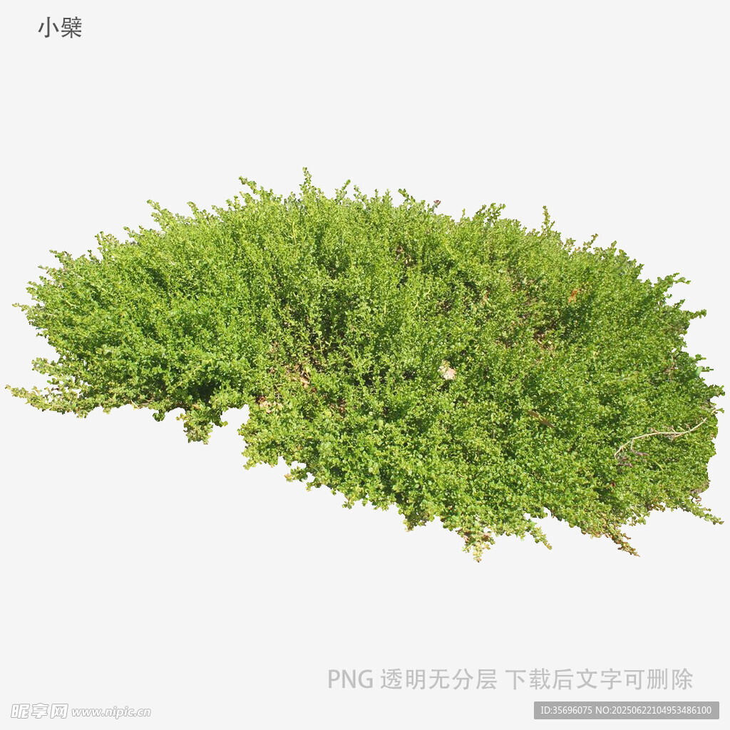 翠綠叢生植物景觀