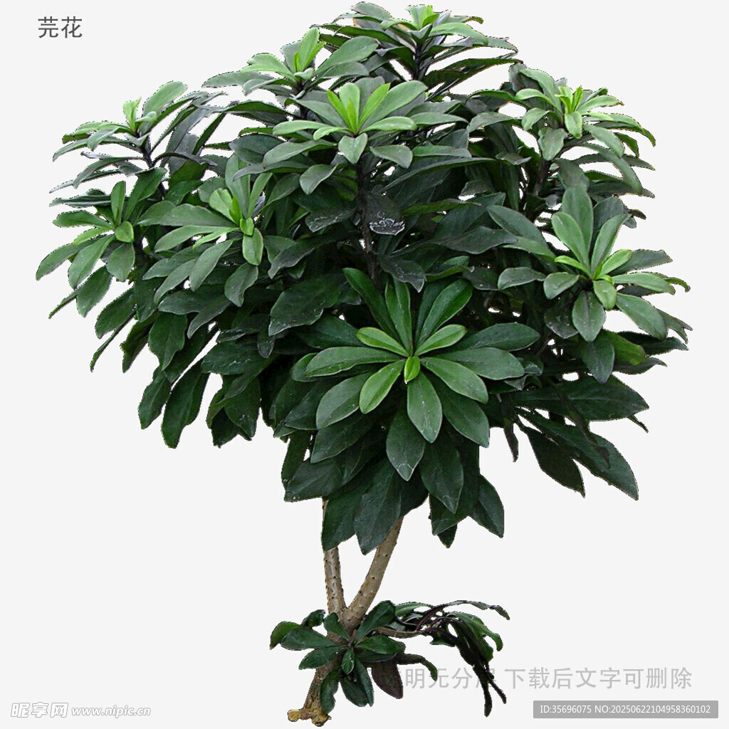 大型綠植鵝掌柴盆栽