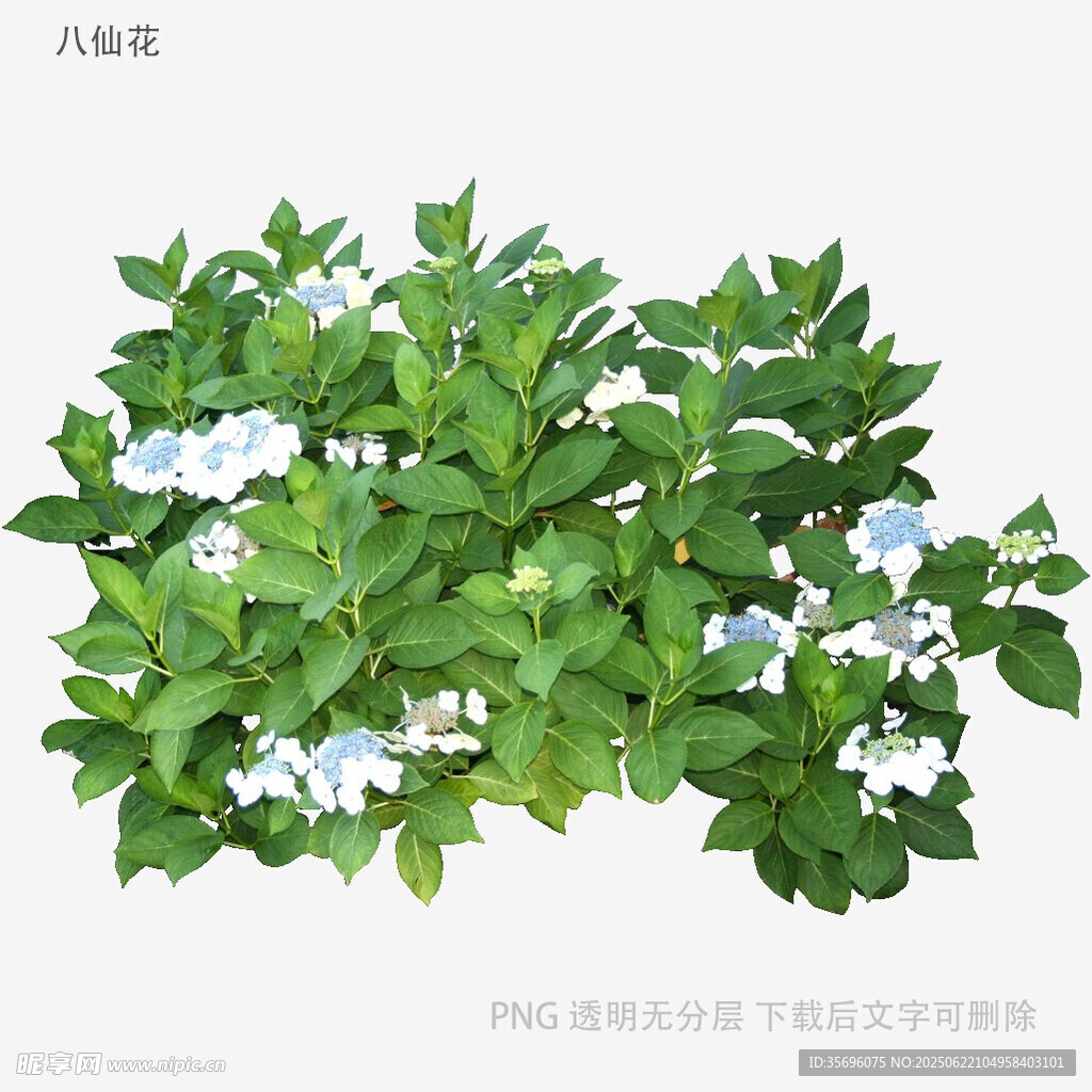 綠葉白花植物特寫