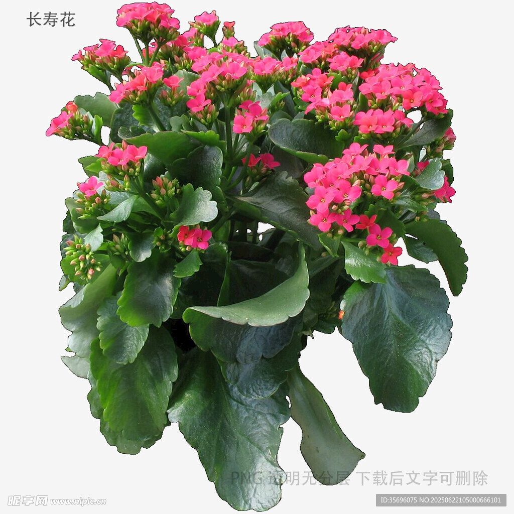 粉色長壽花盆栽