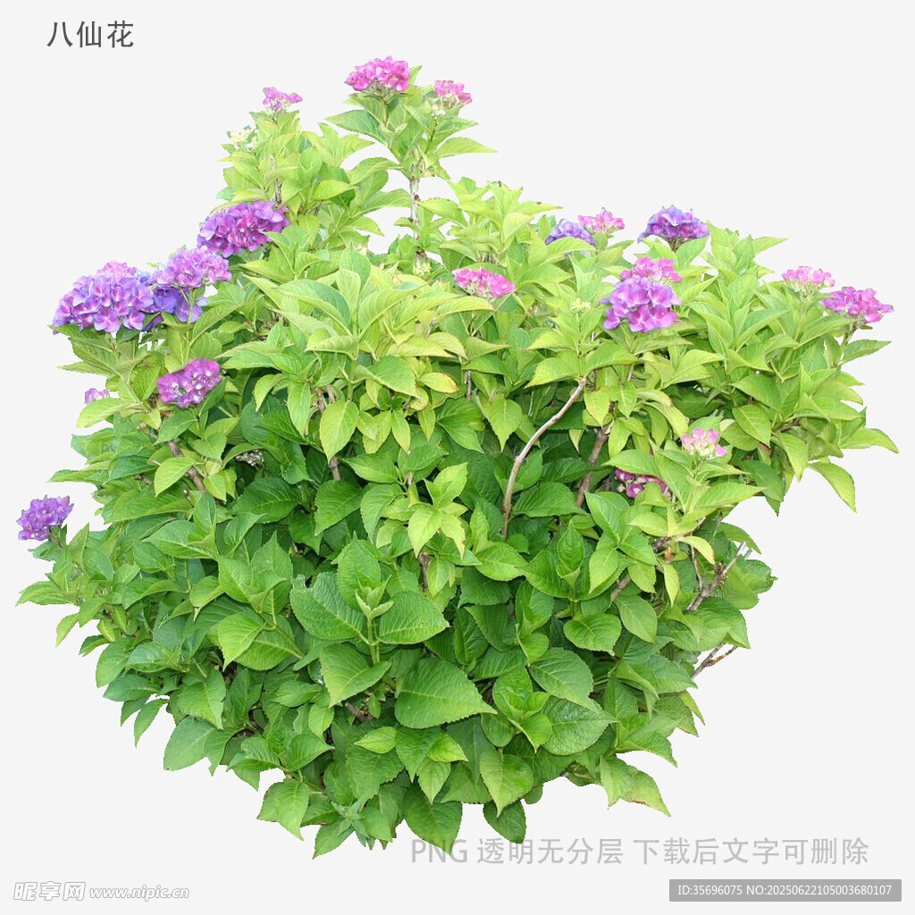 紫色花卉綠植盆栽