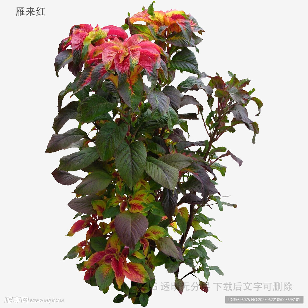 多彩花卉盆栽植物展示