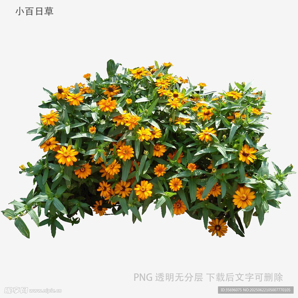 橙色小花綠植盆栽