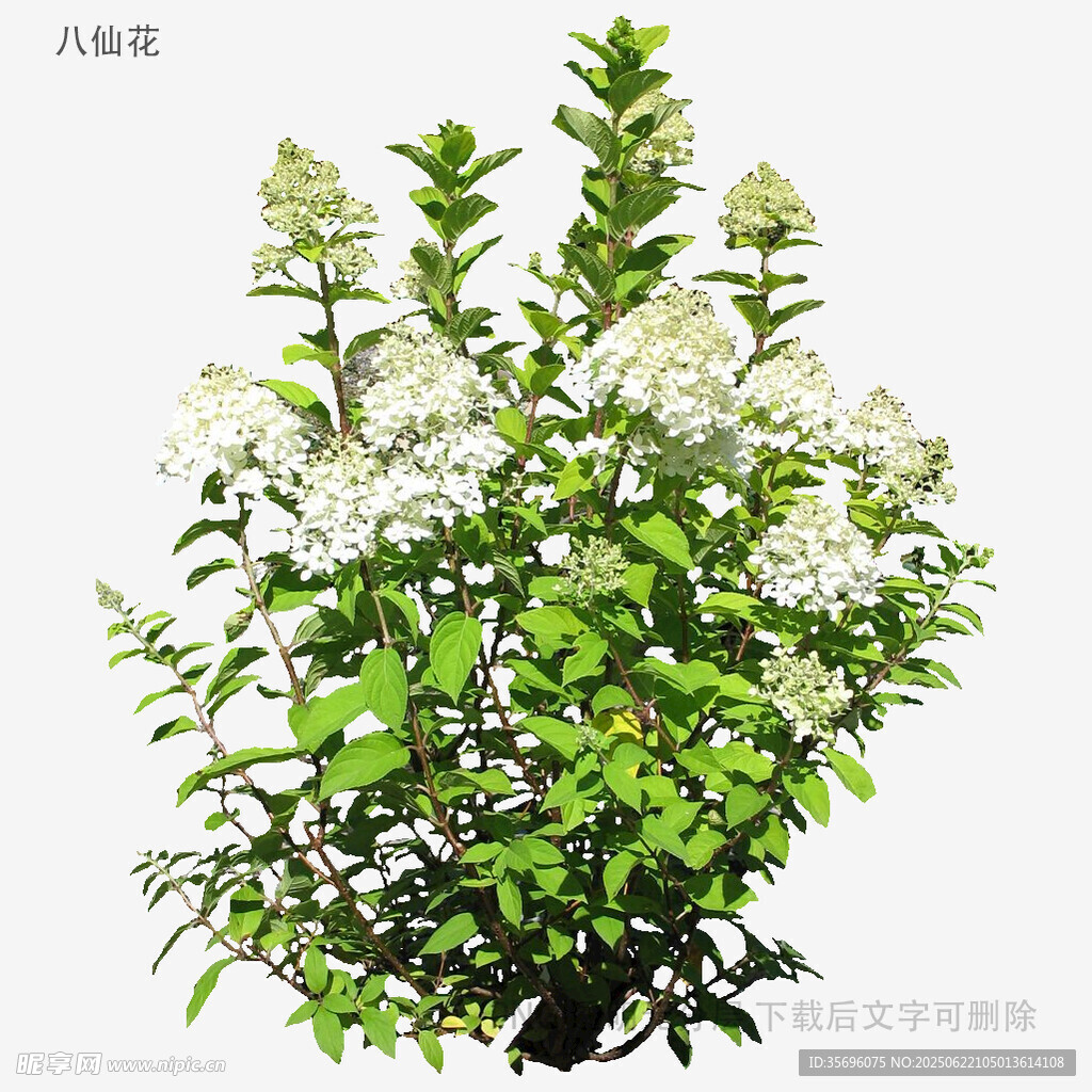 白色小花綠植盆栽